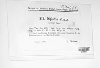 Diplodia atrata image